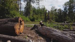  Ukiah, CA Tree Removal Pros