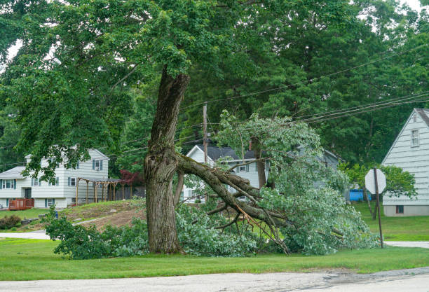 Ukiah, CA Tree Removal Company